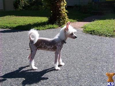 Puppies in DE
